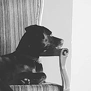 Chatounie participe au concours pour gagner de l'argent avec cette photo : animal, boxer, bulldog, canine, cat, chair, dog, face, furniture, greatdane, head, hound, indoors, interiordesign, labradorretriever, person, pet, pointer, puppy, sitting