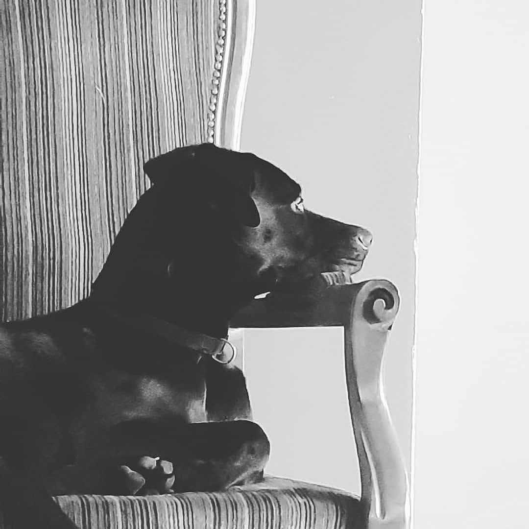 Chatounie participe au concours pour gagner de l'argent avec cette photo : animal, boxer, bulldog, canine, cat, chair, dog, face, furniture, greatdane, head, hound, indoors, interiordesign, labradorretriever, person, pet, pointer, puppy, sitting