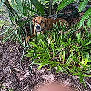 Bandit joined the competition — help win amazing prizes! dog, brown_dog, plants, greenery, garden, outdoor, leaves, nature, animal, pet, bark, canine, fur, resting, ground, shrubbery, natural_light, curious, close_up, daytime