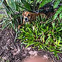 dog, brown_dog, plants, greenery, garden, outdoor, leaves, nature, animal, pet, bark, canine, fur, resting, ground, shrubbery, natural_light, curious, close_up, daytime