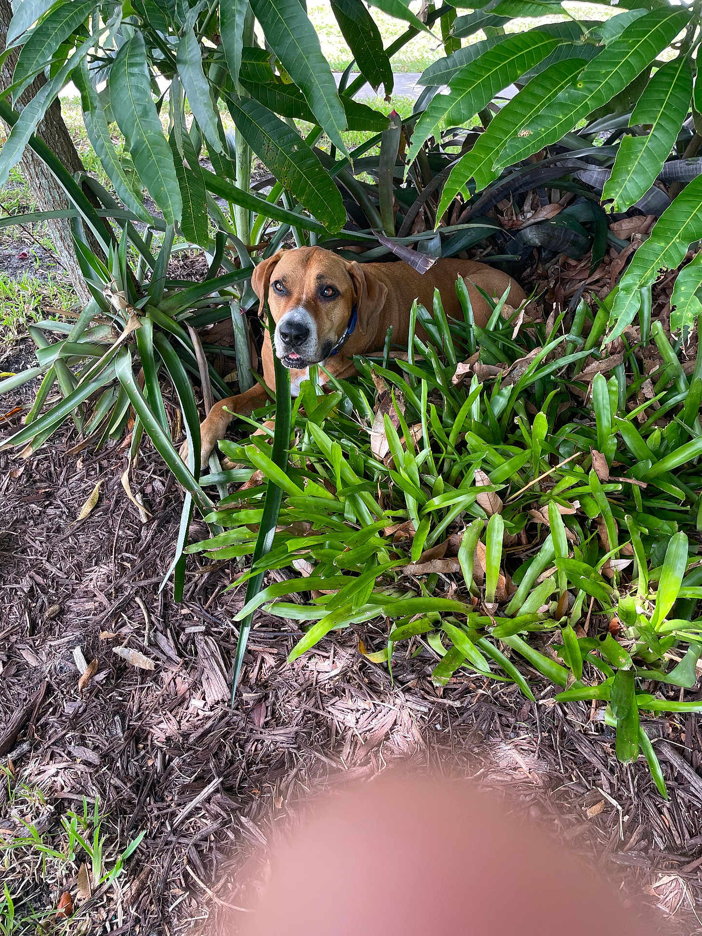 Bandit