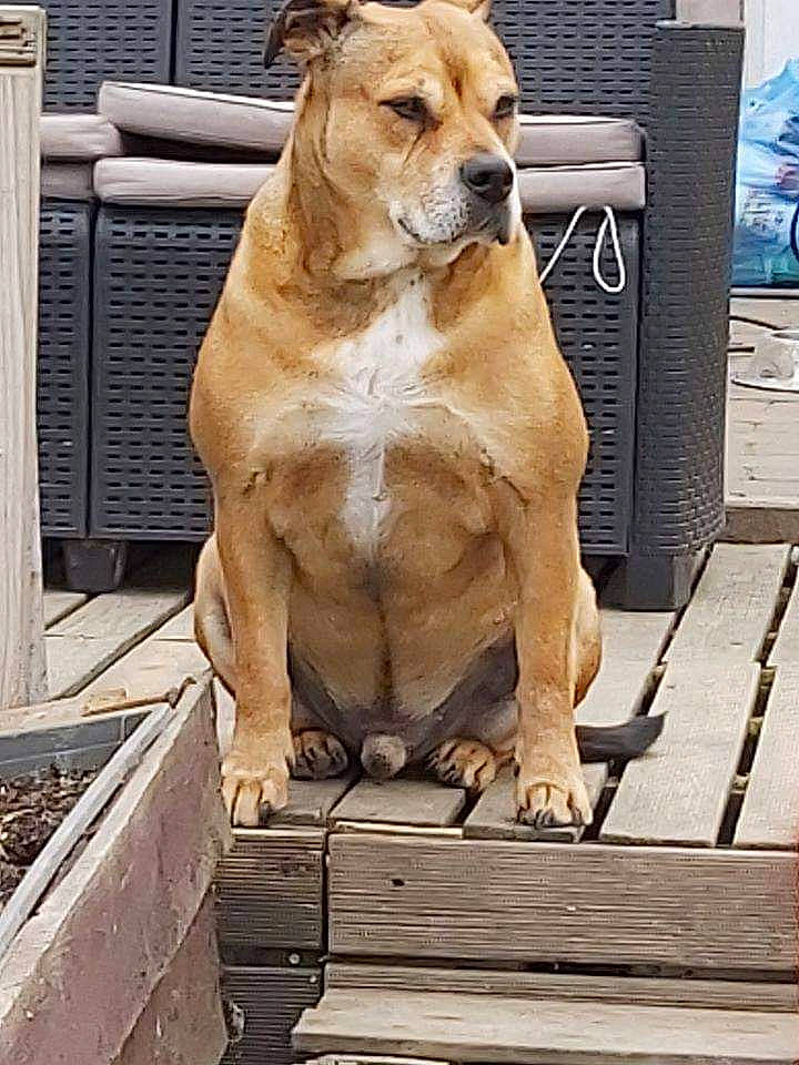 Tayson participe au concours pour gagner de l'argent avec cette photo : american_pit_bull_terrier, american_staffordshire_terrier, ancient_dog_breeds, bandog, boerboel, bulldog, canidae, carnivore, dog, dog_breed, fawn, mammal, non_sporting_group, perro_de_presa_canario, perro_de_presa_mallorquin, pit_bull, rare_breed_dog, sporting_group, tosa, vertebrate