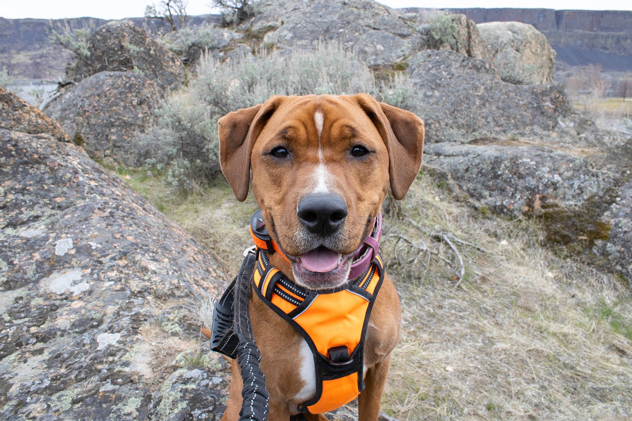 Dharma joined the competition — help win amazing prizes! adventure, bedrock, carnivore, collar, companion_dog, dog, dog_breed, dog_collar, dog_supply, fawn, hound, hunting_dog, leash, liver, pet_supply, plant, recreation, sporting_group, working_animal, working_dog