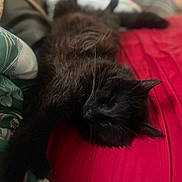 Blu joined the competition — help win amazing prizes! animal, bed, black_cat, blanket, cat, comfort, cozy, cute, domestic_animal, feline, fur, indoor, laying_down, mammal, pet, relaxed, resting, sleeping, soft, whiskers