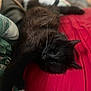 animal, bed, black_cat, blanket, cat, comfort, cozy, cute, domestic_animal, feline, fur, indoor, laying_down, mammal, pet, relaxed, resting, sleeping, soft, whiskers
