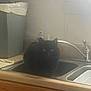 Blu is registered to the contest to win money with this photo: animal, black_cat, cat, countertop, curious, domestic, faucet, feline, fluffy, household, indoor, kitchen, looking_at_camera, pet, resting, sink, soap_dispenser, still_life, trash_bin, wood_cabinet