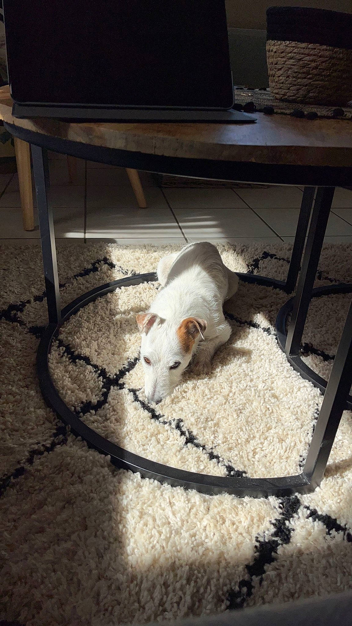 Noé a rejoint le concours — aidez-le/la à gagner de superbes lots ! asphalt, carnivore, companion_dog, dog, dog_breed, fawn, felidae, floor, flooring, outdoor_furniture, outdoor_table, road_surface, small_to_medium_sized_cats, snout, table, tail, tints_and_shades, whiskers, wood, working_animal