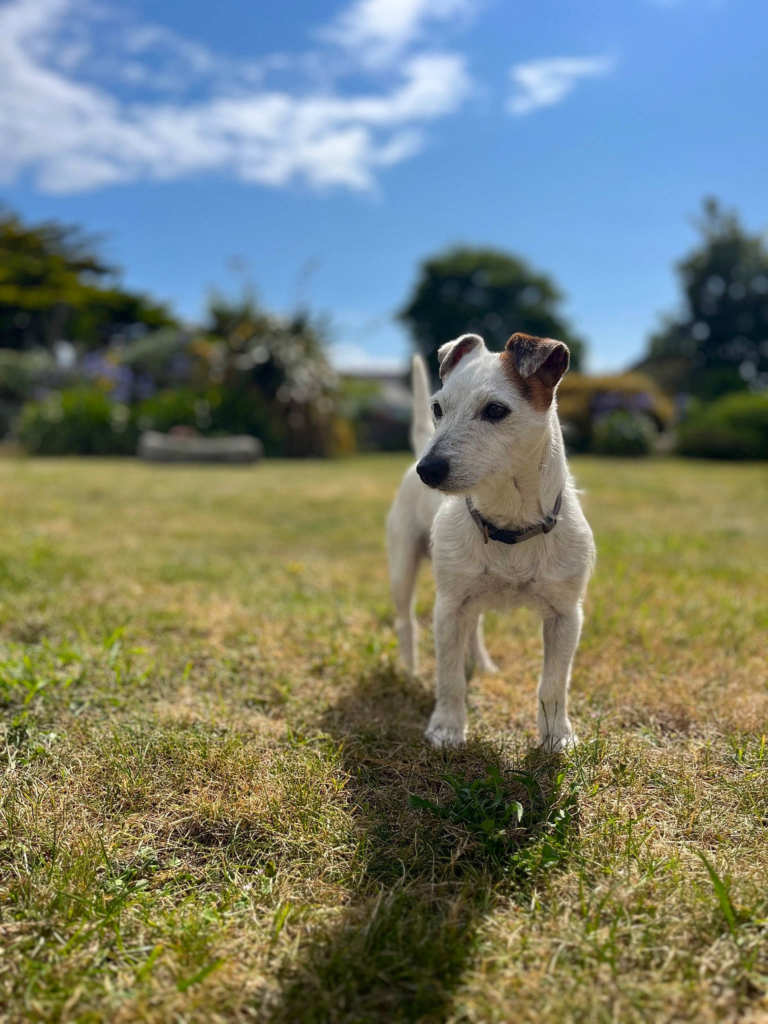 Noé a rejoint le concours — aidez-le/la à gagner de superbes lots ! carnivore, cloud, collar, companion_dog, dog, dog_breed, fawn, grass, grassland, landscape, pasture, pet_supply, plant, sky, snout, tail, terrestrial_animal, terrier, tree, working_animal
