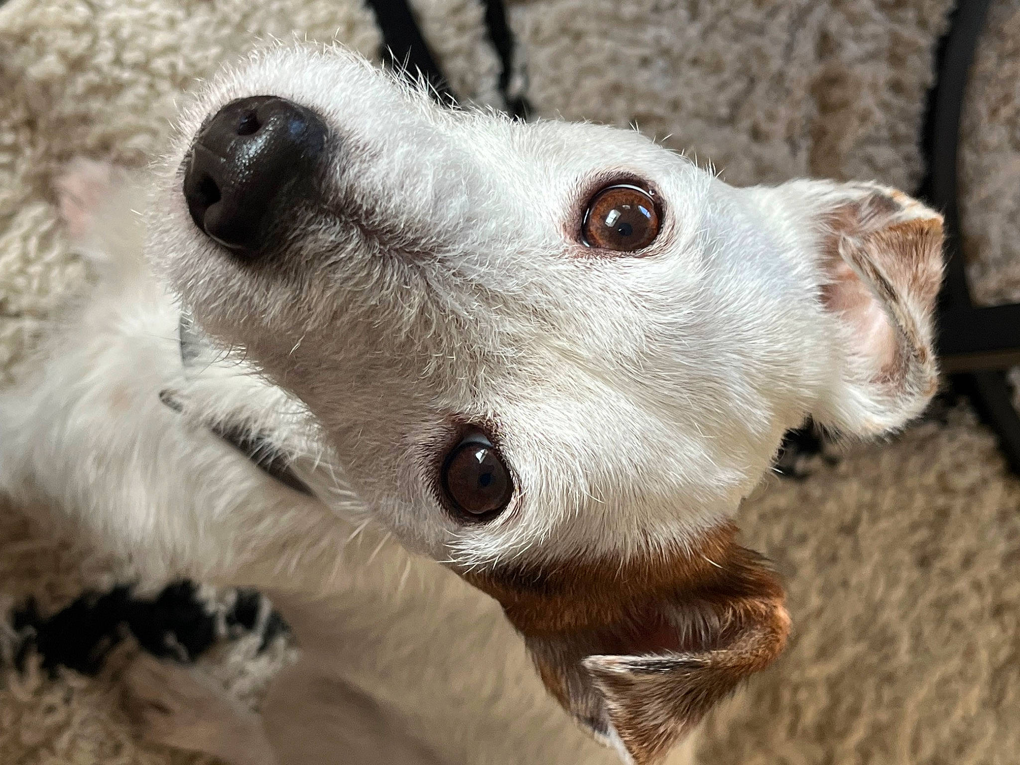 Noé a rejoint le concours — aidez-le/la à gagner de superbes lots ! canidae, carnivore, close_up, collar, companion_dog, dog, dog_breed, fawn, fur, non_sporting_group, snout, sporting_group, terrestrial_animal, whiskers, working_animal