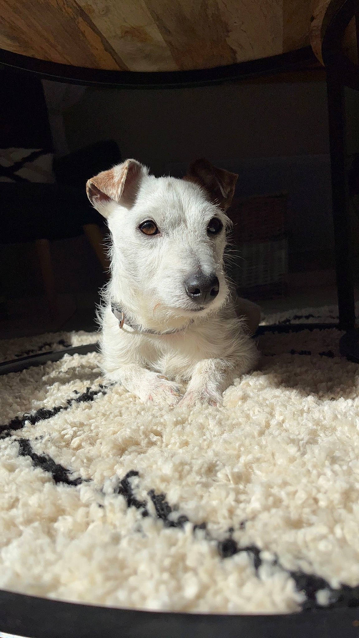 Noé a rejoint le concours — aidez-le/la à gagner de superbes lots ! canidae, carnivore, companion_dog, dog, dog_breed, fur, non_sporting_group, snout, terrestrial_animal, terrier, whiskers, working_animal