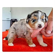Betssy a rejoint le concours — aidez-le/la à gagner de superbes lots ! puppy, dog, animal, fluffy, small, tricolor, brown, white, gray, standing, blanket, red_blanket, human_hand, indoor, home, portrait, cute, pet, phone_screenshot, online_listing