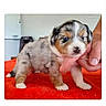 puppy, dog, animal, fluffy, small, tricolor, brown, white, gray, standing, blanket, red_blanket, human_hand, indoor, home, portrait, cute, pet, phone_screenshot, online_listing