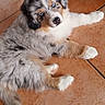 puppy, dog, australian_shepherd, fluffy, blue_eye, heterochromia, lying_down, tile_floor, indoor, pet, canine, long_fur, black_white_gray, brown_markings, white_paws, portrait, adorable, relaxed, photography, home
