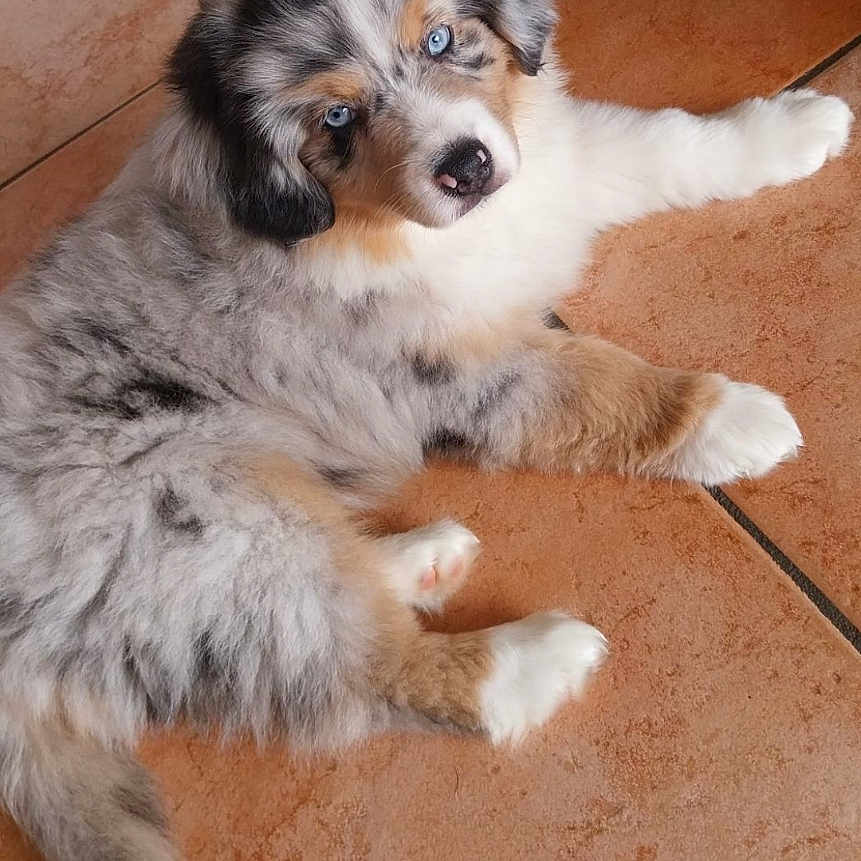 Betssy a rejoint le concours — aidez-le/la à gagner de superbes lots ! puppy, dog, australian_shepherd, fluffy, blue_eye, heterochromia, lying_down, tile_floor, indoor, pet, canine, long_fur, black_white_gray, brown_markings, white_paws, portrait, adorable, relaxed, photography, home