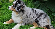 Betssy participe au concours pour gagner de l'argent avec cette photo : australian_shepherd, puppy, dog, canine, fluffy, merle_coat, black_white, brown, lying_down, grass, outdoors, garden, greenery, leaves, nature, pet, animal, side_profile, fur, portrait