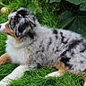 australian_shepherd, puppy, dog, canine, fluffy, merle_coat, black_white, brown, lying_down, grass, outdoors, garden, greenery, leaves, nature, pet, animal, side_profile, fur, portrait