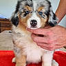 Betssy participe au concours pour gagner de l'argent avec cette photo : puppy, dog, australian_shepherd, fluffy, blue_eyes, tricolor, portrait, sitting, indoors, blanket, red_blanket, human_hand, pet, canine, fur, white_fur, brown_fur, black_fur, cute, closeup