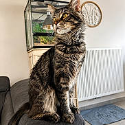 Fenrir participe au concours pour gagner de l'argent avec cette photo : cat, tabby, pet, indoor, furniture, couch, terrarium, lamp, yellow_eyes, whiskers, tail, radiator, floor, mat, wall_decoration, cozy, home, animal, sitting, looking
