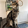 cat, tabby, pet, indoor, furniture, couch, terrarium, lamp, yellow_eyes, whiskers, tail, radiator, floor, mat, wall_decoration, cozy, home, animal, sitting, looking