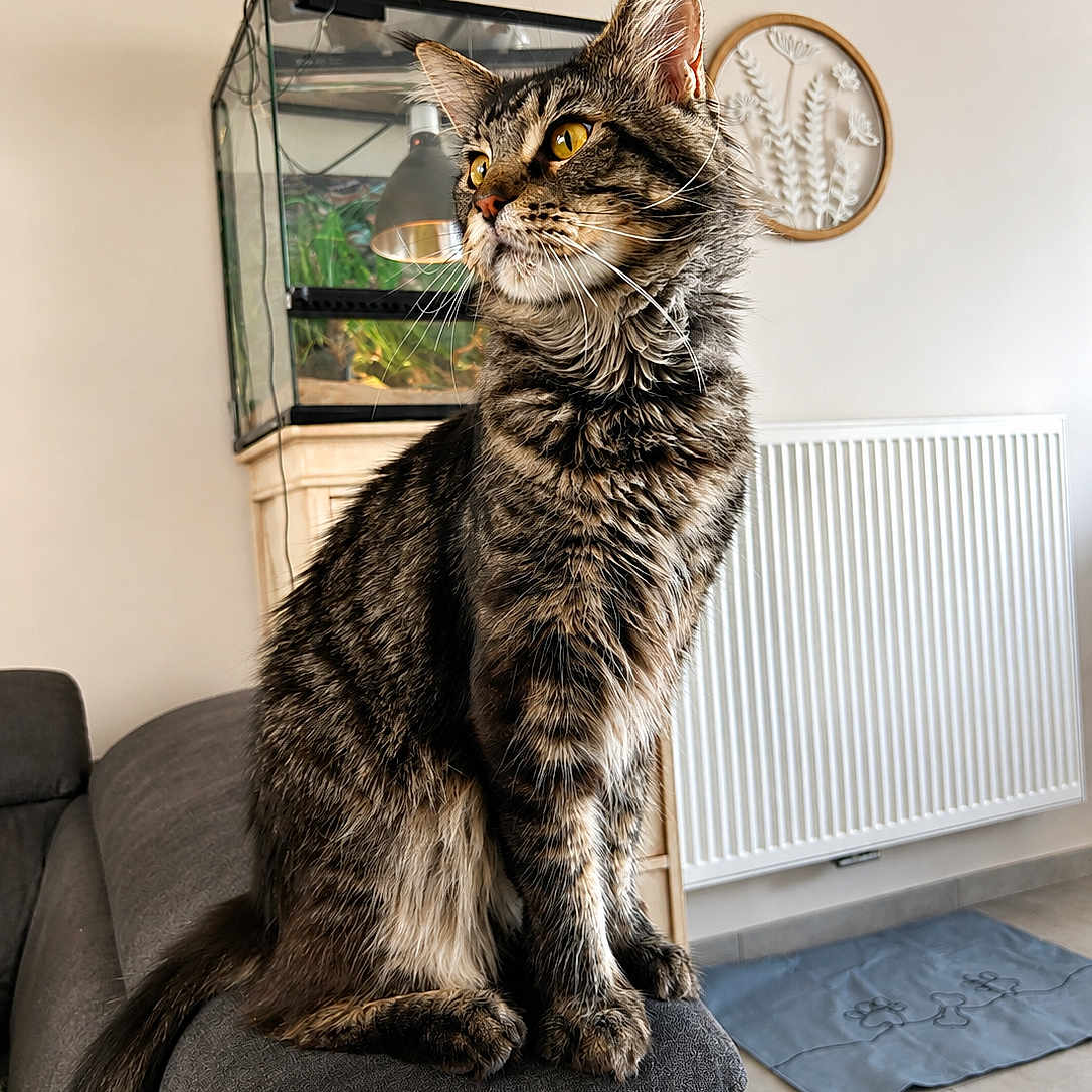Fenrir participe au concours pour gagner de l'argent avec cette photo : cat, tabby, pet, indoor, furniture, couch, terrarium, lamp, yellow_eyes, whiskers, tail, radiator, floor, mat, wall_decoration, cozy, home, animal, sitting, looking