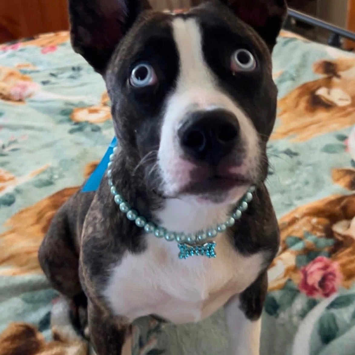 Angela Young joined the competition — help win amazing prizes! bed, bedroom, bedspread, black_and_white, blue, blue_eyes, brindle, close_up, dog, furniture, indoors, jewelry, necklace, pet, photography, portrait, puppy, sitting, upright_ears, white_chest