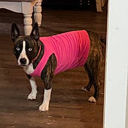 Baby Blu joined the competition — help win amazing prizes! dog, brindle, blue_eyes, pink_shirt, wooden_floor, living_room, couch, coffee_table, indoor, pet, alert, standing, furniture, home, animal, canine, domestic, fur, ears, collar