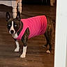 dog, brindle, blue_eyes, pink_shirt, wooden_floor, living_room, couch, coffee_table, indoor, pet, alert, standing, furniture, home, animal, canine, domestic, fur, ears, collar