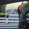 Baby Blu is registered to the contest to win money with this photo: dog, car_interior, train, railroad_tracks, american_flag, sunset, fence, plants, collar, leash, trees, sky, road, vehicle, window, outdoor, animal, transportation, nature, urban
