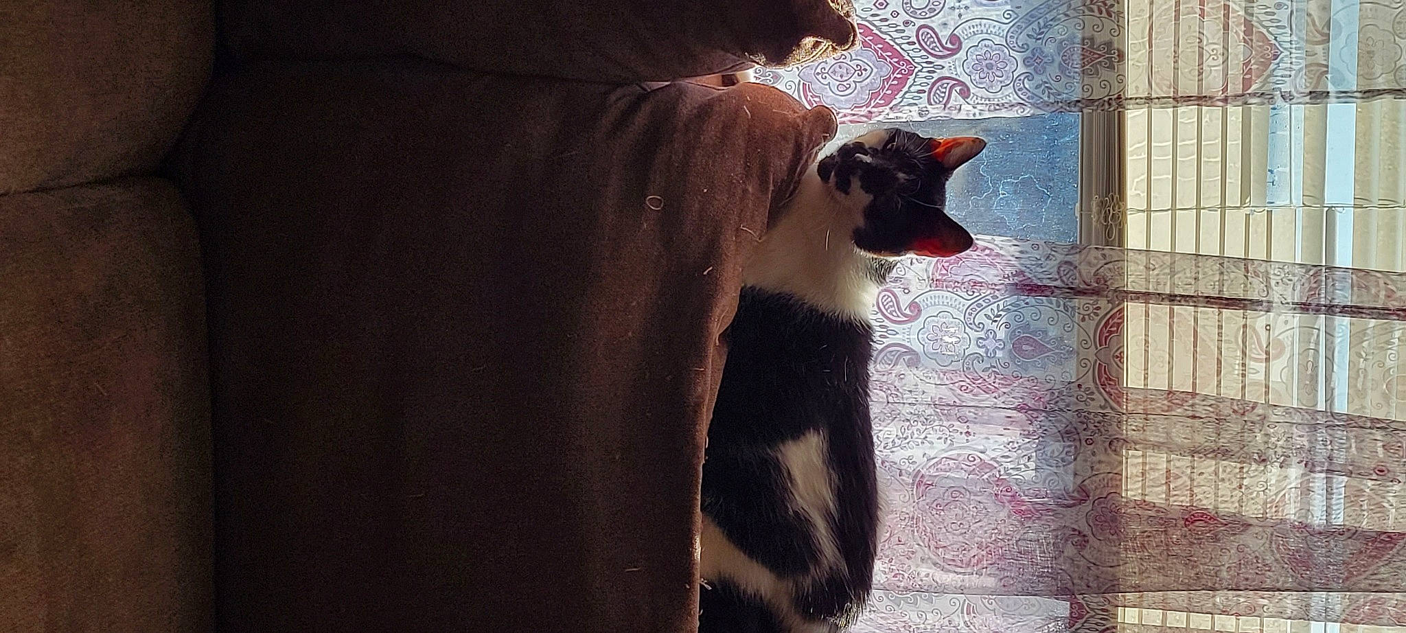 Bane is registered to the contest to win money with this photo: canidae, carnivore, darkness, dog_breed, fawn, felidae, formal_wear, fur, livestock, magenta, shadow, small_to_medium_sized_cats, snout, sporting_group, tail, terrestrial_animal, tints_and_shades, whiskers, wildlife, window