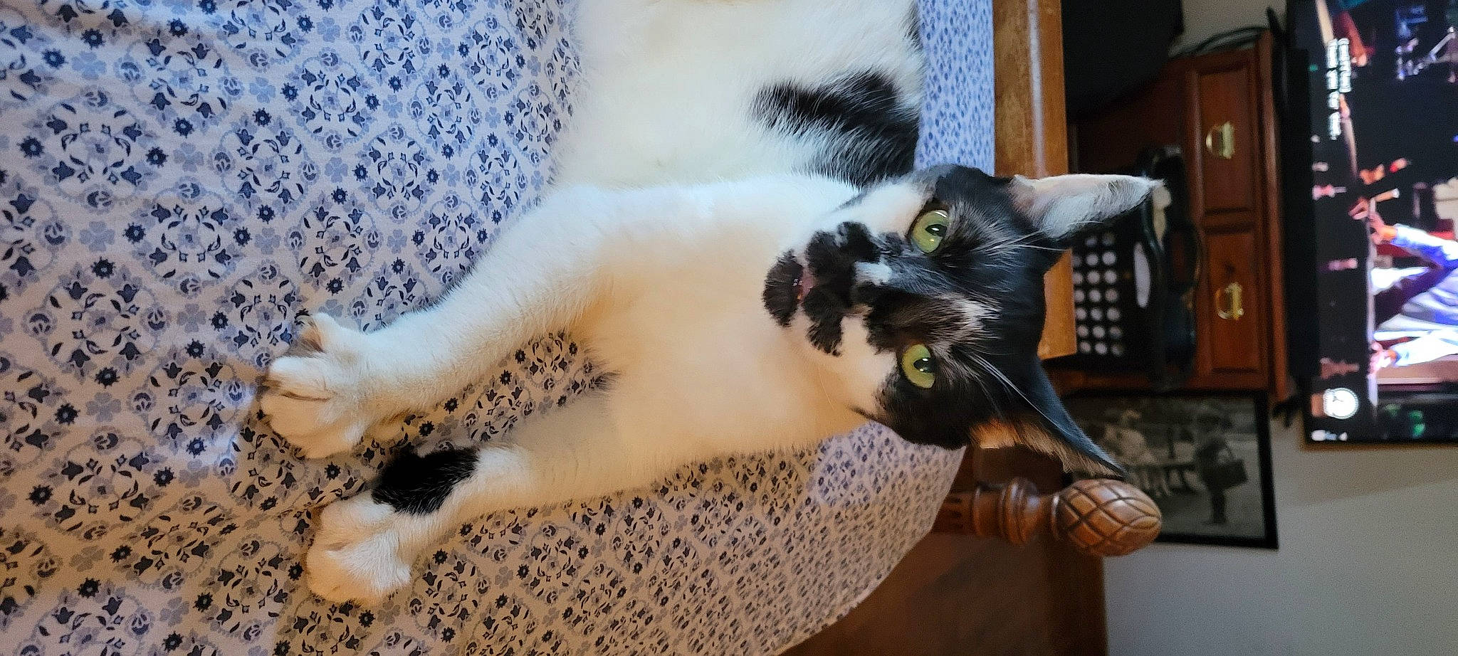 Bane joined the competition — help win amazing prizes! carnivore, cat, claw, domestic_short_haired_cat, fawn, felidae, foot, fur, paw, plant, small_to_medium_sized_cats, tail, textile, tree, whiskers, window, wood