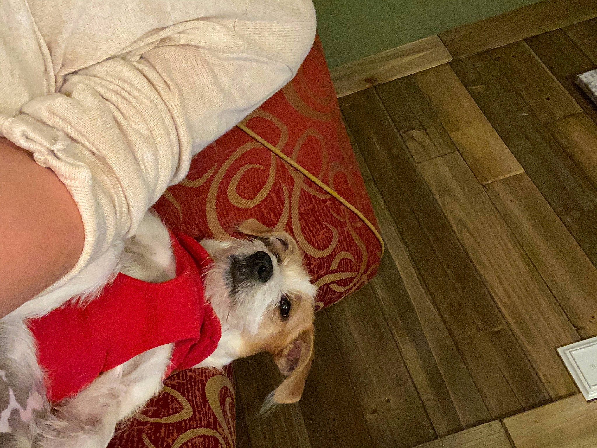 Charlie joined the competition — help win amazing prizes! carnivore, comfort, companion_dog, dog, dog_breed, fawn, felidae, floor, flooring, foot, hardwood, human_leg, leg, plank, small_to_medium_sized_cats, snout, toy_dog, whiskers, wood, wood_stain