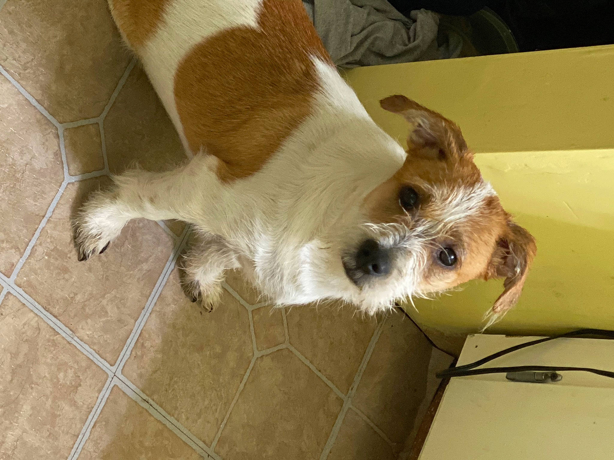 Charlie is registered to the contest to win money with this photo: canidae, carnivore, comfort, companion_dog, dog, dog_breed, dog_supply, fawn, felidae, flooring, fur, paw, small_to_medium_sized_cats, snout, sporting_group, tail, terrier, tile_flooring, toy_dog, whiskers