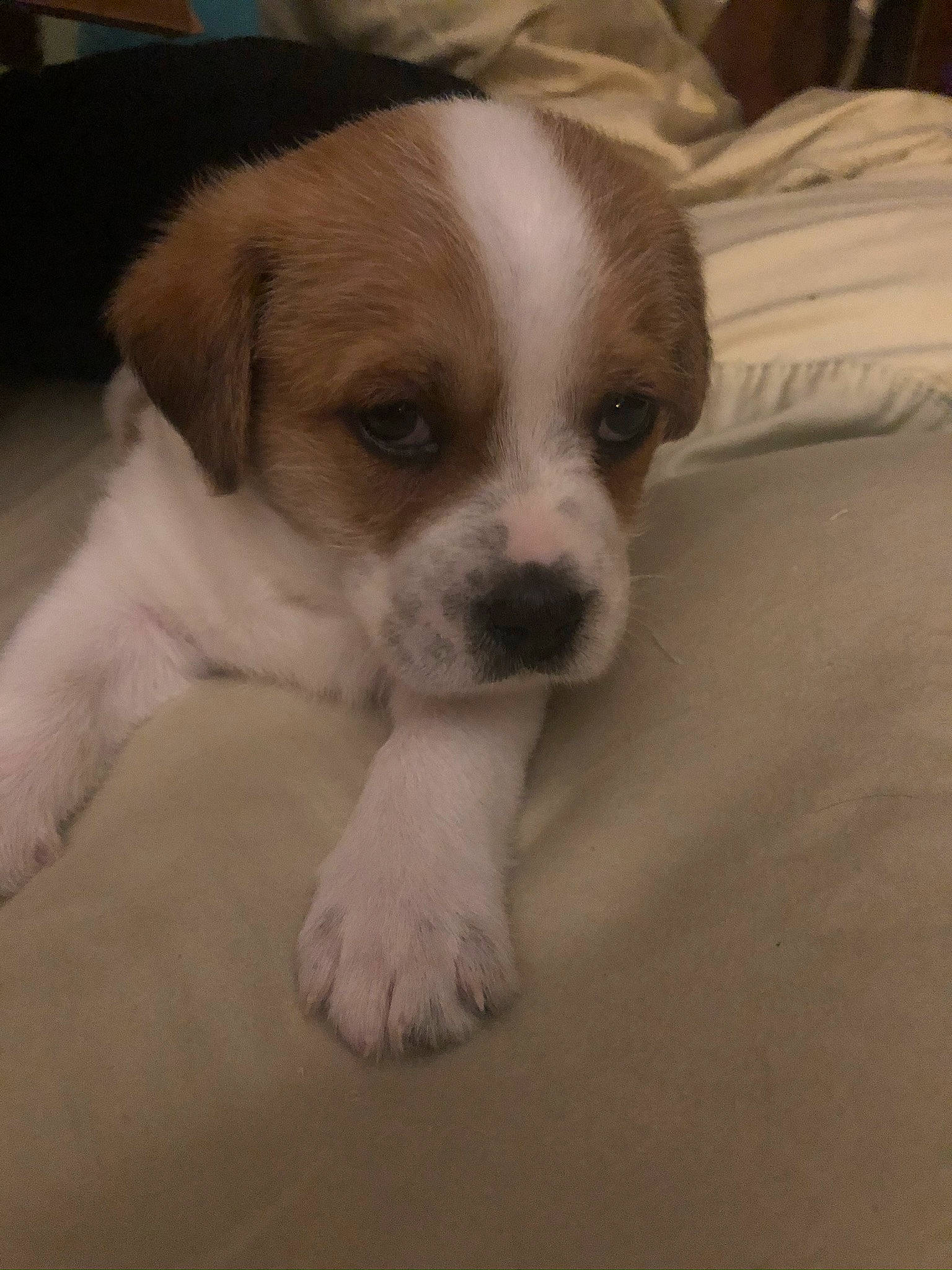 Charlie is registered to the contest to win money with this photo: beaglier, bored, canidae, carnivore, companion_dog, dog, dog_breed, fawn, flooring, fur, moscow_watchdog, non_sporting_group, paw, puppy, puppy_love, tail, toy_dog, whiskers, working_animal, working_dog