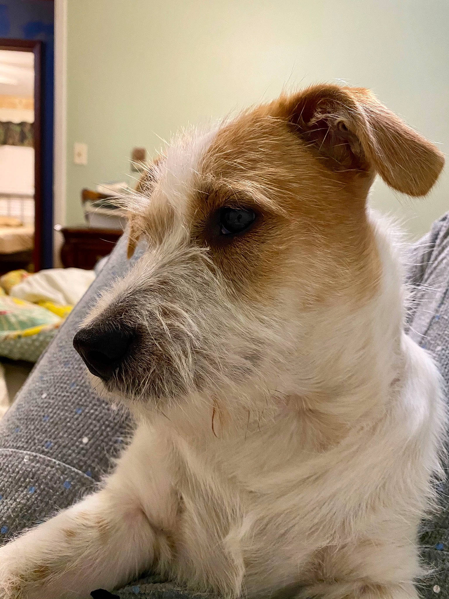 Charlie joined the competition — help win amazing prizes! canidae, carnivore, collar, companion_dog, dog, dog_breed, dog_collar, drinkware, ear, eye, fawn, fur, snout, sporting_group, street_dog, terrestrial_animal, terrier, whiskers, working_animal, working_terrier