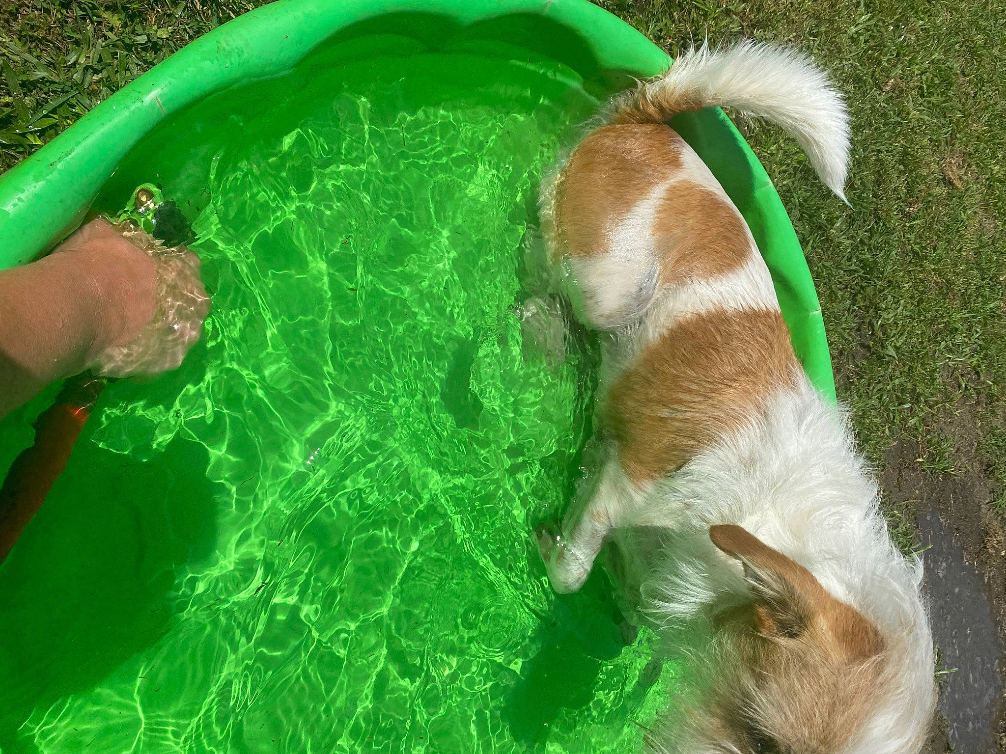 Charlie joined the competition — help win amazing prizes! canidae, carnivore, cavalier_king_charles_spaniel, companion_dog, dog, dog_breed, dog_supply, fawn, fur, grass, green, liver, organism, paw, pet_supply, sporting_group, tail, toy, water, working_animal