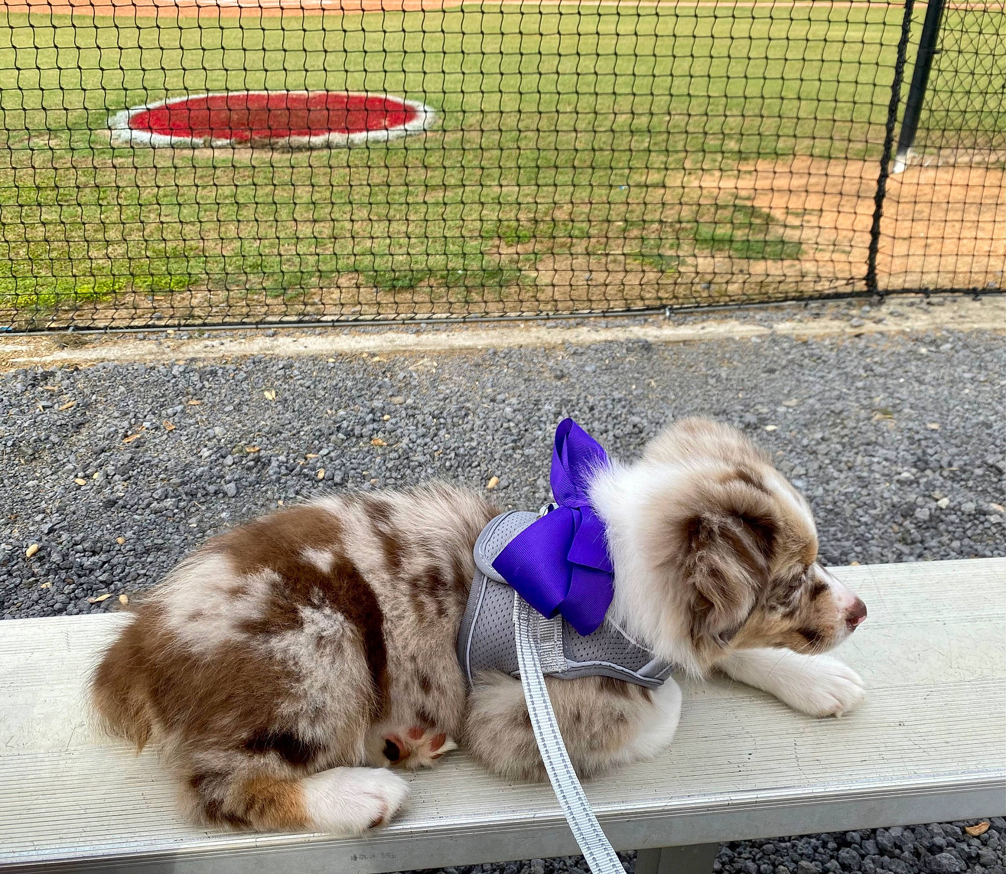 Sadie is registered to the contest to win money with this photo: carnivore, cat, collar, companion_dog, dog_breed, fawn, felidae, fence, grass, mammal, mesh, pet_supply, photograph, plant, small_to_medium_sized_cats, sporting_group, tail, toy_dog, vertebrate, whiskers