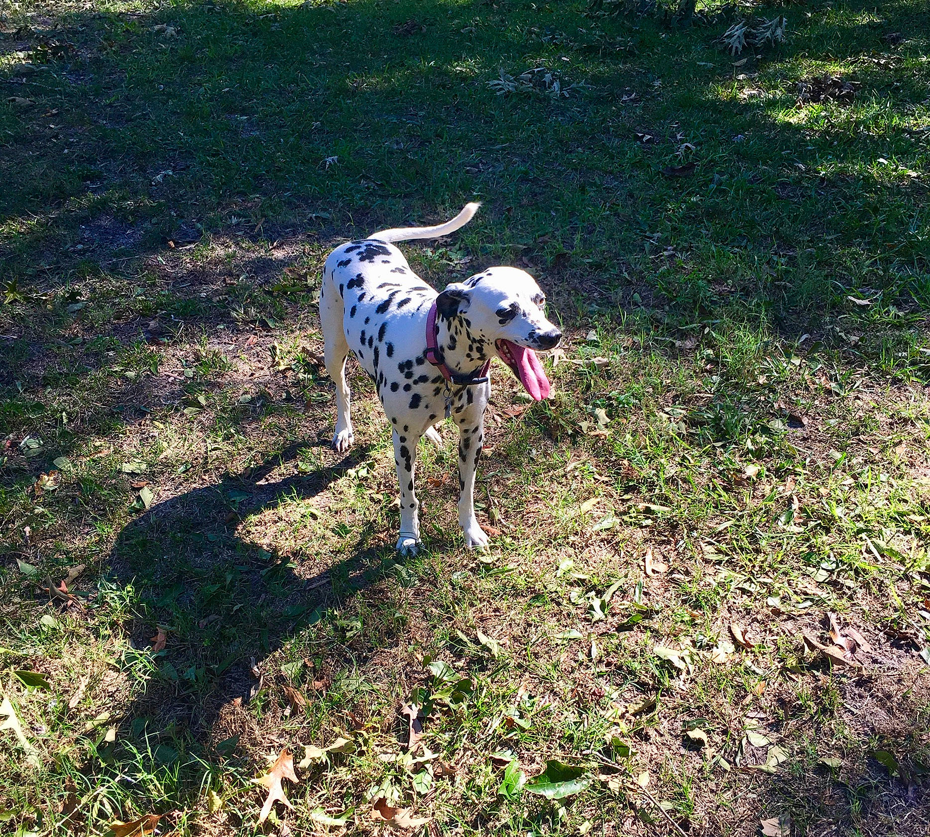 Allie is registered to the contest to win money with this photo: canidae, carnivore, collar, companion_dog, dog, dog_breed, dog_collar, dog_supply, fawn, grass, grassland, hunting_dog, non_sporting_group, pasture, plant, soil, sporting_group, working_animal, working_dog