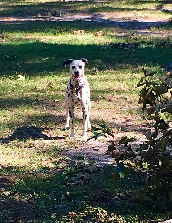 Allie is registered to the contest to win money with this photo: canidae, carnivore, companion_dog, dog, dog_breed, fawn, grass, grassland, guard_dog, plant, pointing_breed, shadow, soil, sporting_group, tail, terrestrial_animal, tree, wildlife, working_animal, working_dog