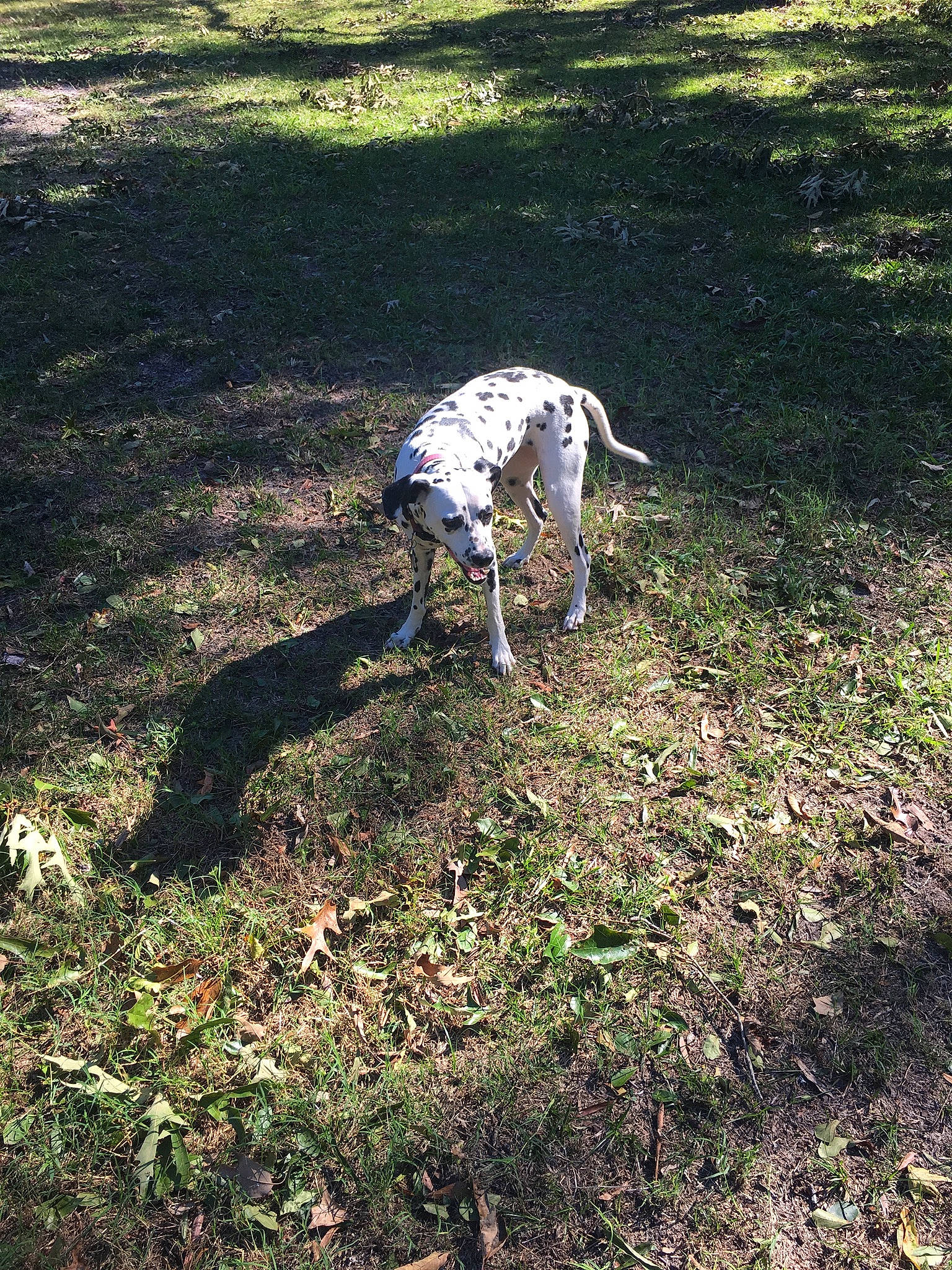Allie is registered to the contest to win money with this photo: canidae, carnivore, companion_dog, dalmatian, dog, dog_breed, fawn, grass, grassland, groundcover, pasture, plant, shadow, sighthound, soil, sporting_group, tail, terrestrial_animal, wildlife, working_animal