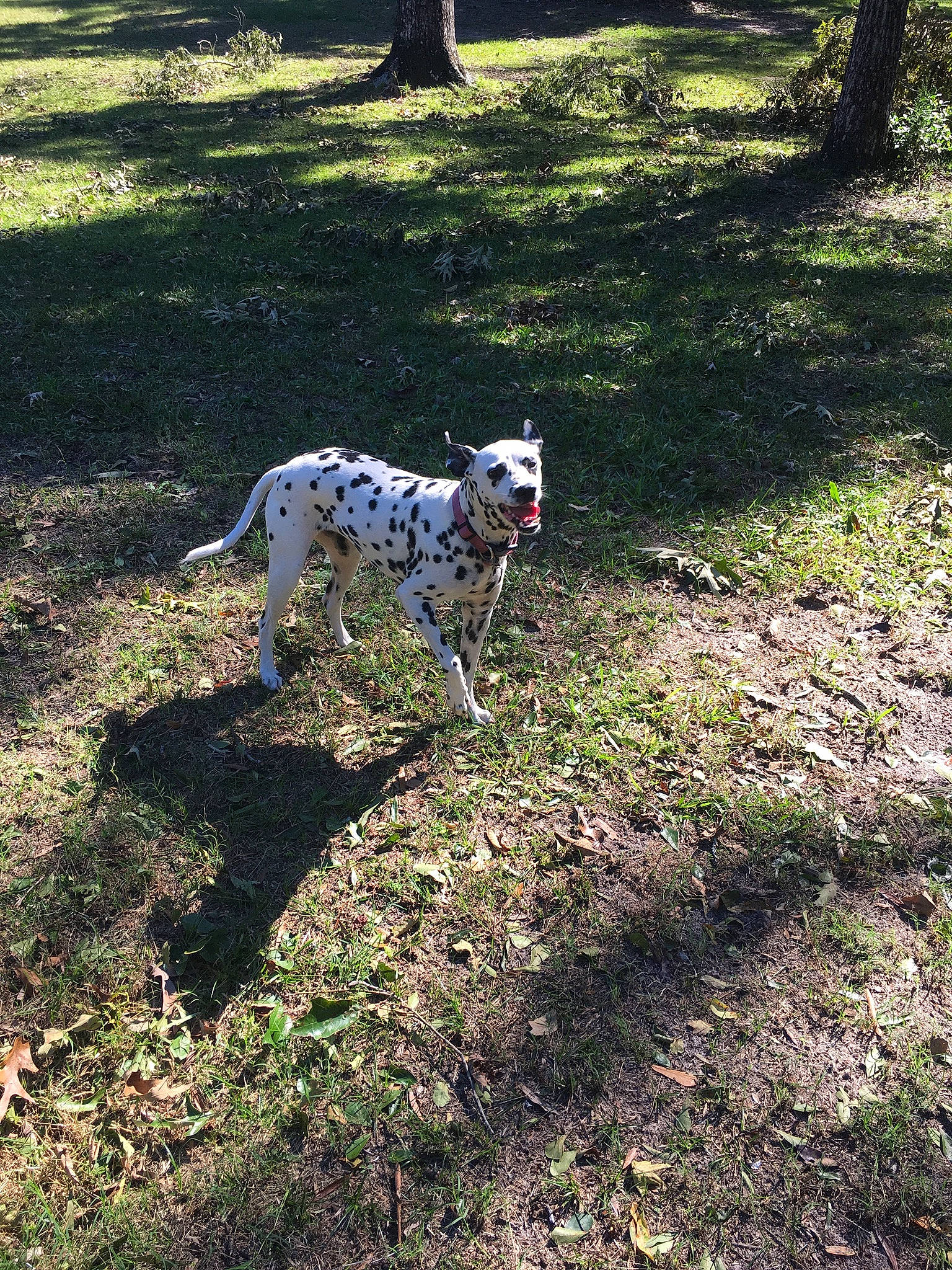 Allie is registered to the contest to win money with this photo: carnivore, companion_dog, dog, dog_breed, fawn, grass, grassland, groundcover, landscape, plant, shade, shadow, shrub, soil, sporting_group, tail, terrestrial_animal, tree, trunk, working_animal