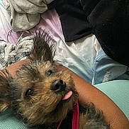 Mocha is registered to the contest to win money with this photo: dog, puppy, pet, fluffy, brown_fur, black_nose, tongue_out, upside_down, cuddling, person, arm, blanket, clothing, cozy, indoors, home, portrait, close_up, relaxed, funny