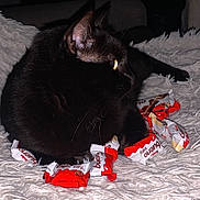 Milky a rejoint le concours — aidez-le/la à gagner de superbes lots ! cat, black_cat, candy_wrappers, kinder_bueno, white_rug, fluffy_rug, indoor, pet, feline, close_up, side_view, relaxed, domestic_animal, whiskers, ears, golden_eyes, dark_fur, home, comfort, resting
