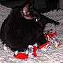 cat, black_cat, candy_wrappers, kinder_bueno, white_rug, fluffy_rug, indoor, pet, feline, close_up, side_view, relaxed, domestic_animal, whiskers, ears, golden_eyes, dark_fur, home, comfort, resting