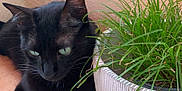 Milky a rejoint le concours — aidez-le/la à gagner de superbes lots ! animal, black_cat, cat, corner, domestic, ears, eyes, feline, floor_tiles, green_grass, indoor, light, pet, plant_pot, quiet, relaxed, shadow, texture, whiskers, white_pot