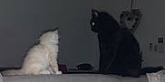 Milky participe au concours pour gagner de l'argent avec cette photo : cat, kitten, black_cat, white_cat, pets, indoor, couch, furniture, animal, domestic, pets_indoor, fluffy, sitting, curious, dark, room, home, heart_decoration, feline, eyes_reflecting_light