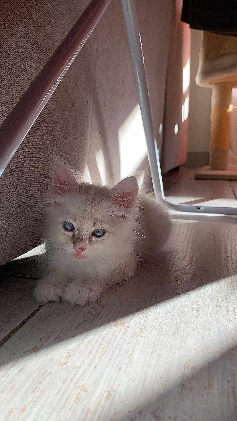 Milky