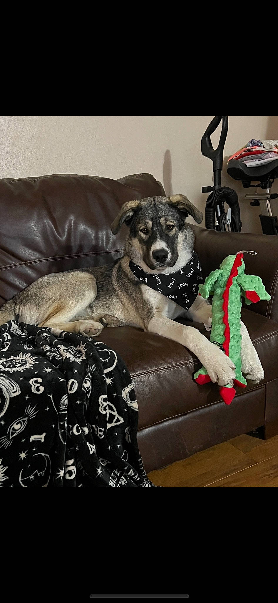 Kronk is registered to the contest to win money with this photo: auto_part, carnivore, comfort, companion_dog, couch, dog, dog_breed, dog_supply, fawn, fur, linens, living_room, pattern, pillow, room, sofa_bed, sporting_group, studio_couch, toy_dog, working_animal