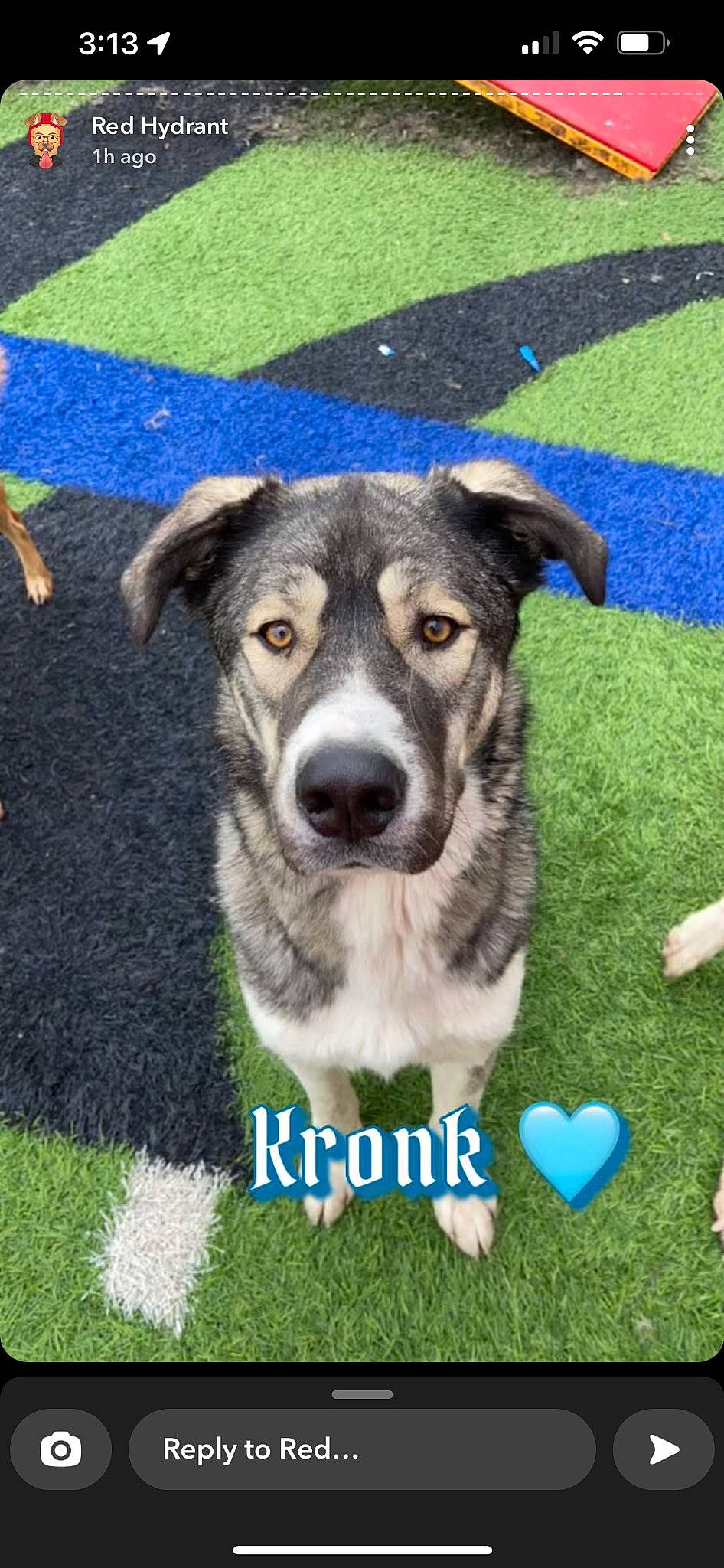 Kronk is registered to the contest to win money with this photo: ancient_dog_breeds, art, blue, carnivore, companion_dog, dog, dog_breed, grass, green, groundcover, pet_supply, plant, snout, sporting_group, working_animal, working_dog