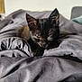 Ava a rejoint le concours — aidez-le/la à gagner de superbes lots ! animal, bed, black_kitten, blanket, cat, close_up, comfort, cozy, cute, domestic_cat, ears, feline, fur, indoor, pet, resting, sleepy, soft, whiskers, young_animal