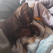 Ava a rejoint le concours — aidez-le/la à gagner de superbes lots ! animal, black_fur, blanket, cat, comfort, cozy, cute, fur, furball, indoor, kitten, nap, paw, peaceful, pet, resting, sleeping, soft, warm, young